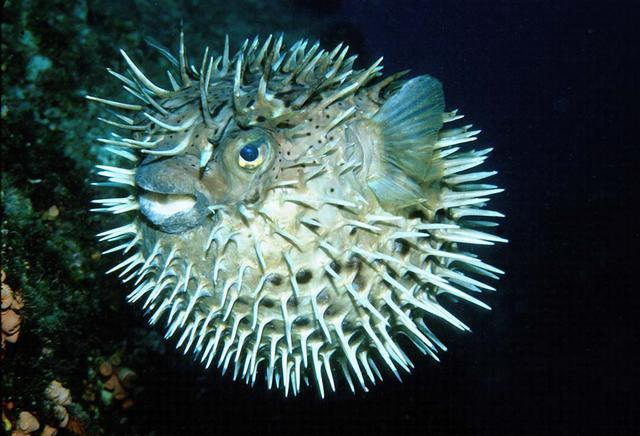 DIODON HYSTRIX